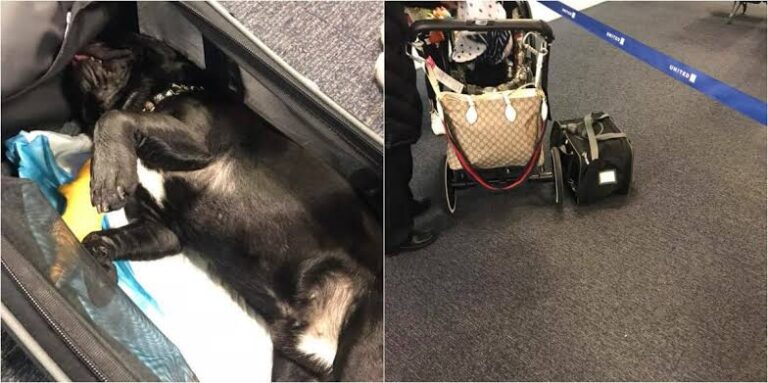Outrage as United Airlines Faces Scrutiny Over Pet Deaths During Flights
